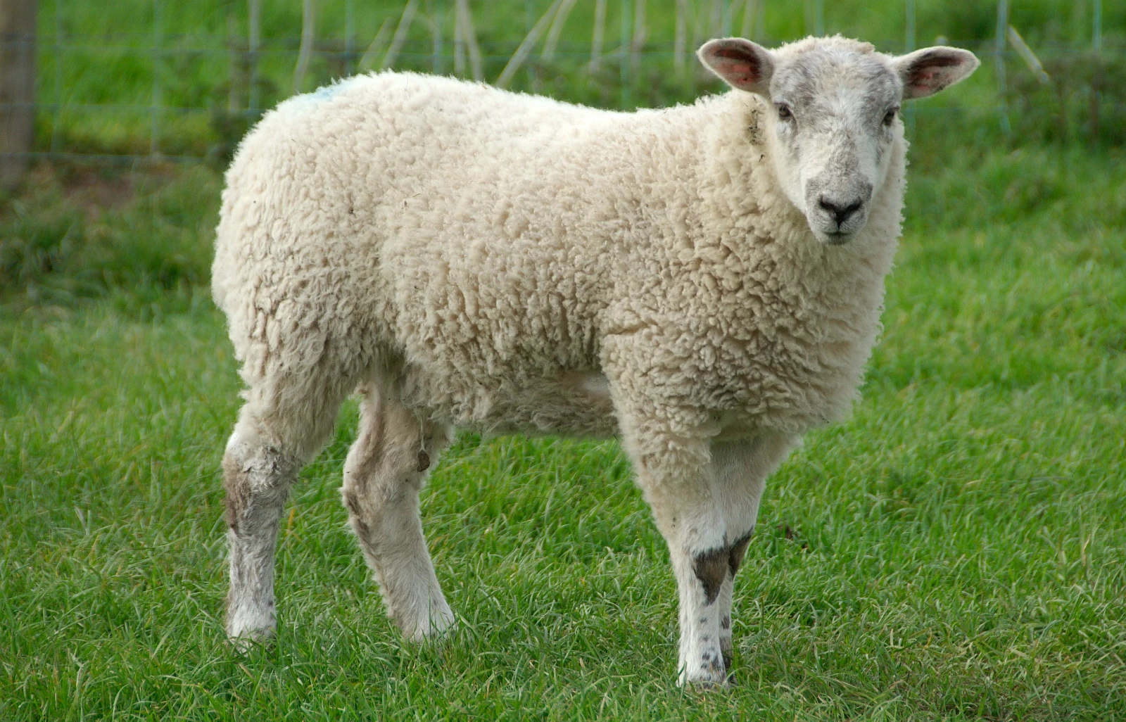 Deccan Sheep