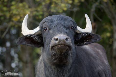 Water Buffalo