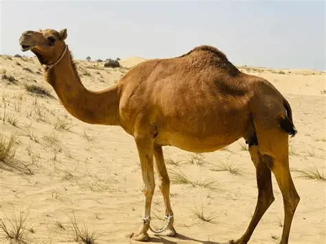 Camel