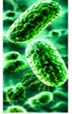 Respiratory Infections