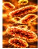 Respiratory Infections