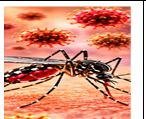 Zika Virus