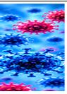 Zika Virus