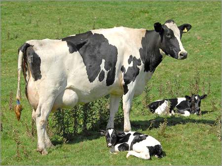 Indian Cow
