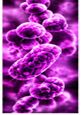 Respiratory Infections
