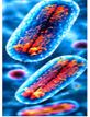 Respiratory Infections