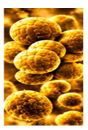 Respiratory Infections