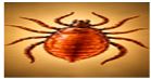 Enteric Fever