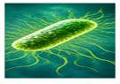 Salmonella