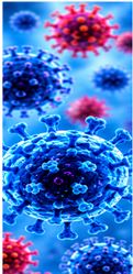 Zika Virus