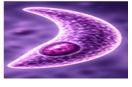 Toxoplasma
