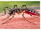 Zika Virus